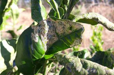 Larva minadora das folhas dos citros - Citros