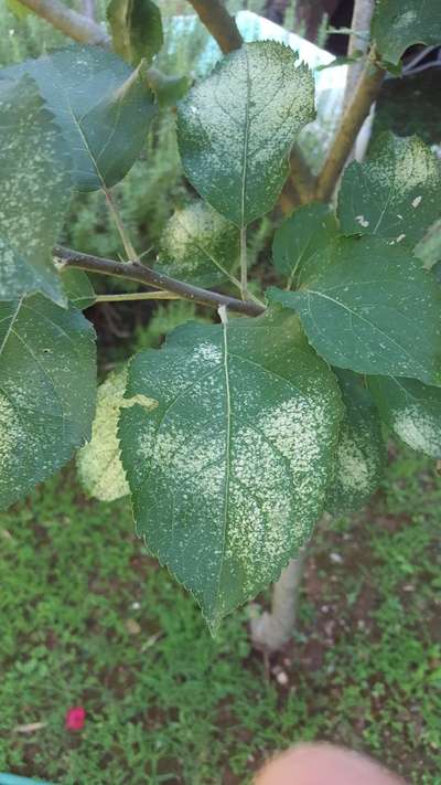 Spider Mites - Apple