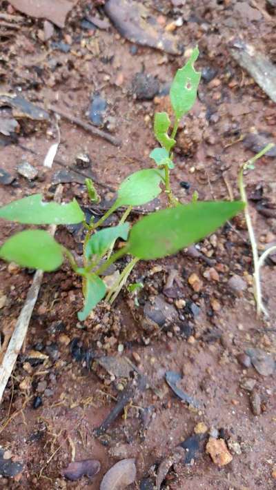 Black Cutworm - Capsicum & Chilli