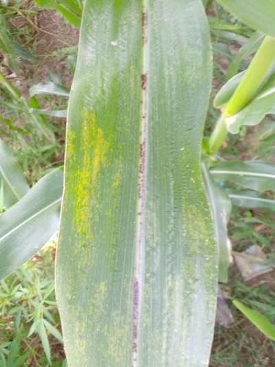 Anthracnose Leaf Blight and Stalk Rot - Maize