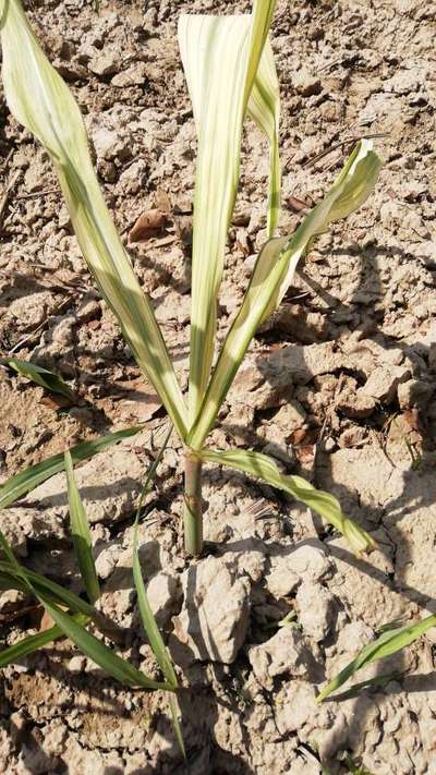 Potassium Deficiency - Sugarcane