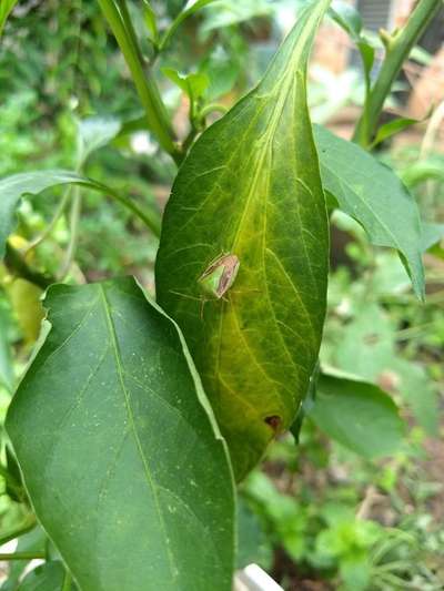 Percevejo fedorento em milho, milheto e sorgo - Pimentão e Pimenta