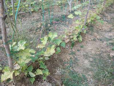 Powdery Mildew - Cucumber