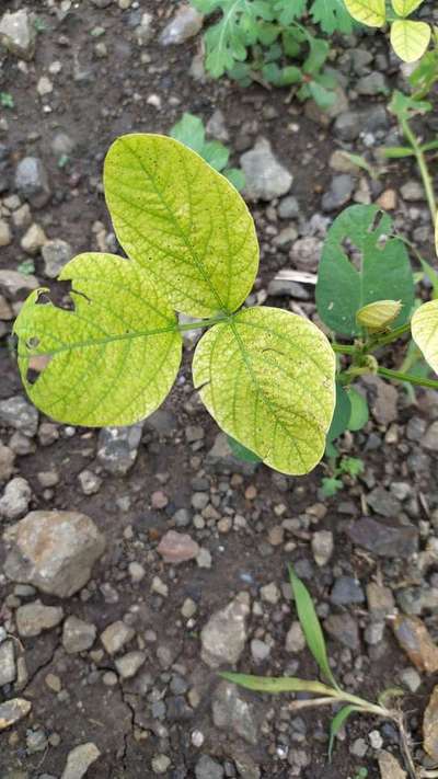 Iron Deficiency - Soybean