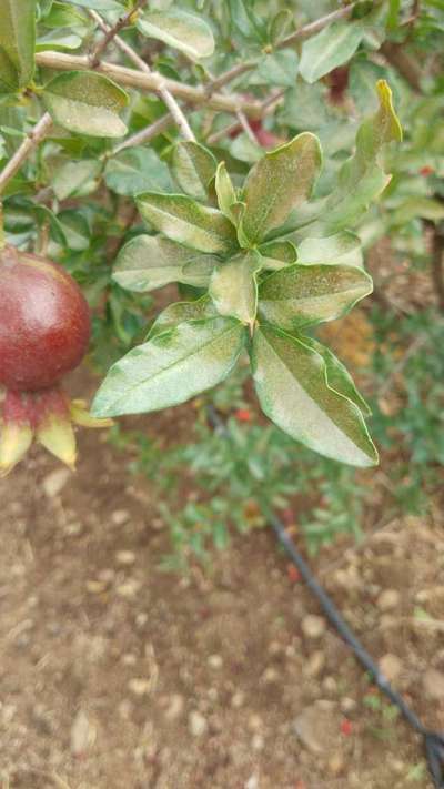 Spider Mites - Pomegranate