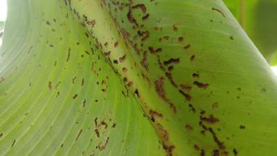 Tobacco Caterpillar - Banana