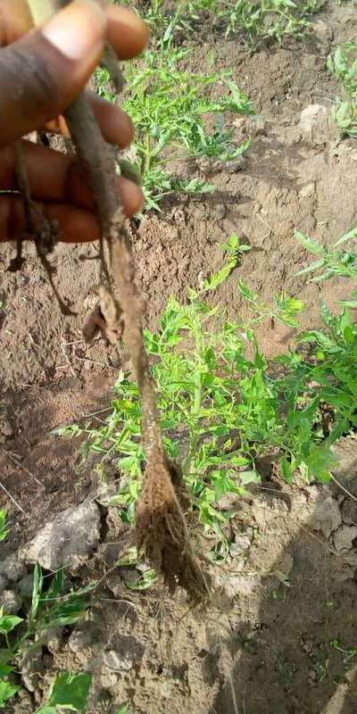 Foot and Collar Rot - Tomato