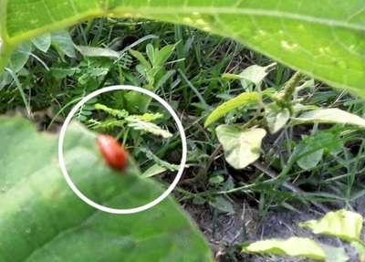 Red Pumpkin Beetle - Pumpkin