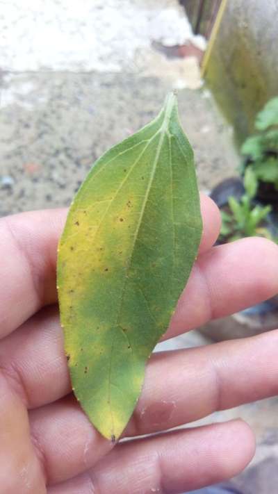 Tizón bacteriano de la soja - Capsicum y chile