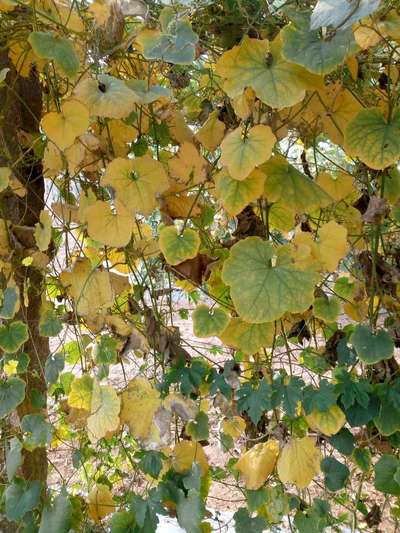 Downy Mildew of Cucurbits - Cucumber