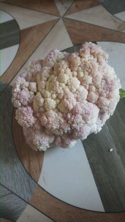 Boron Deficiency - Cauliflower