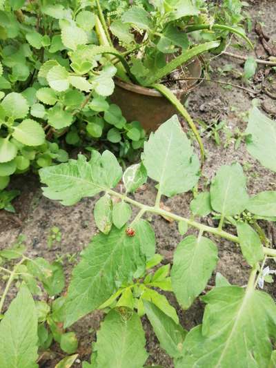 Leaf Miner Flies - Tomato