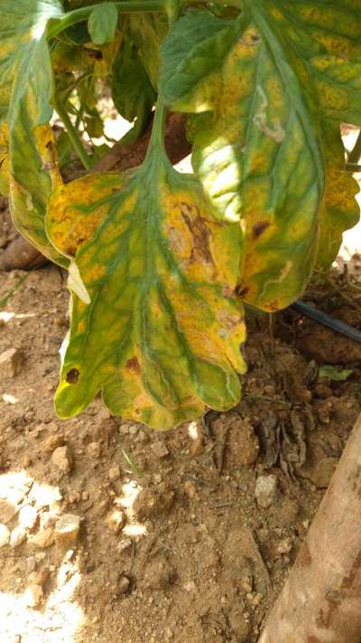 Early Blight - Tomato