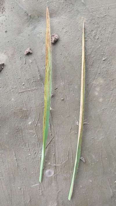 Zinc Deficiency - Rice