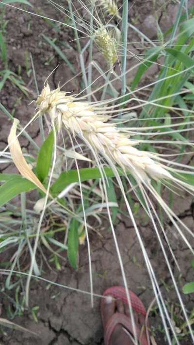 ಗೋಧಿ ಬ್ಲಾಸ್ಟ್ - ಗೋಧಿ