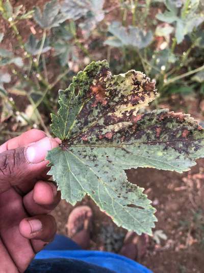 Pesticide Burn - Okra