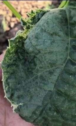 Powdery Mildew - Cucumber