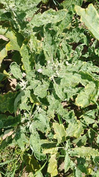 Whiteflies - Brinjal