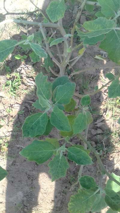 Whiteflies - Brinjal