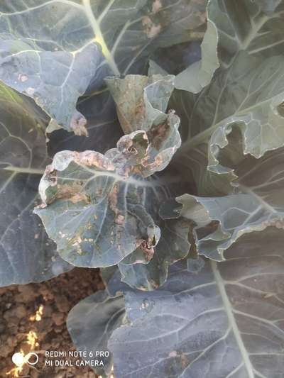 Pesticide Burn - Cauliflower