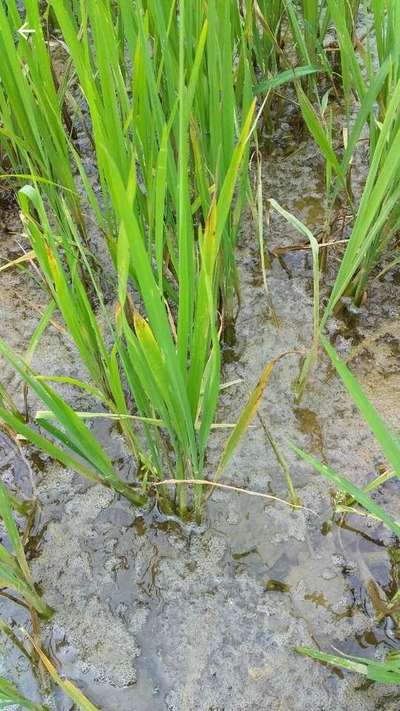 Herbicide Bleach - Rice