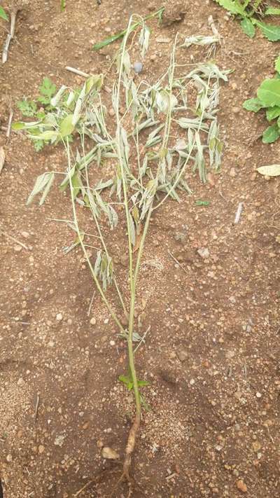 Fusarium Wilt - Pigeon Pea & Red Gram