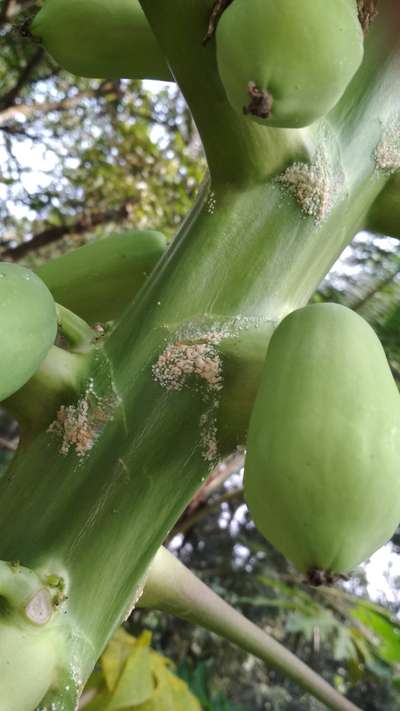 Mealybug - Papaya