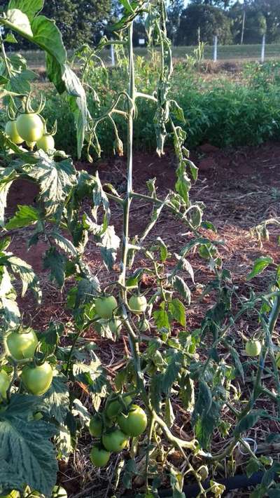 Murcha-bacteriana - Tomate