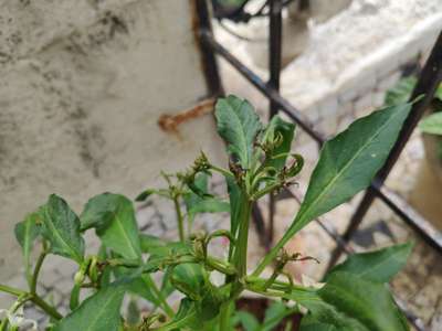 Spider Mites - Capsicum & Chilli