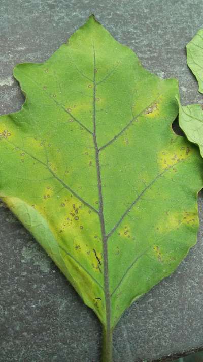 Cercospora Leaf Spot of Beet - Brinjal