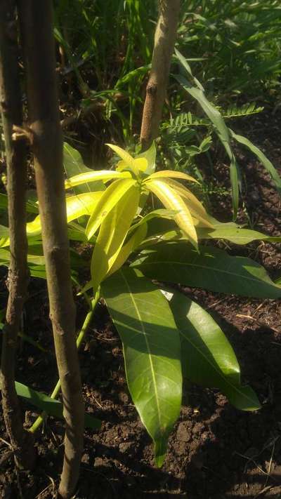 Nitrogen Deficiency - Mango