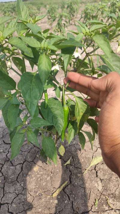 Bacterial Spot of Pepper - Capsicum & Chilli