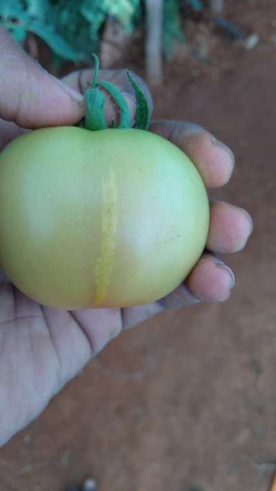 Growth Cracks in Tomato - Tomato