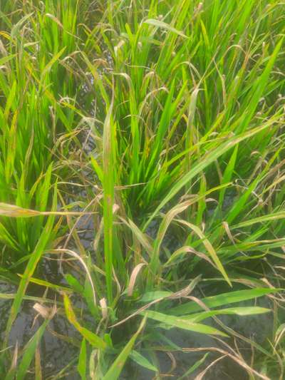 Stackburn of Rice - వరి