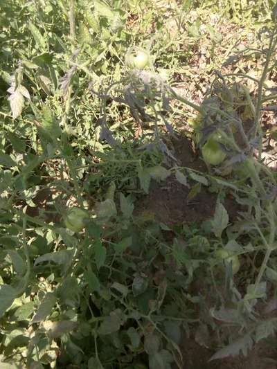 Tomato Spotted Wilt Virus - Tomato