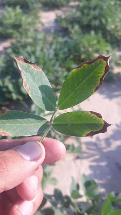 Potassium Deficiency - Peanut