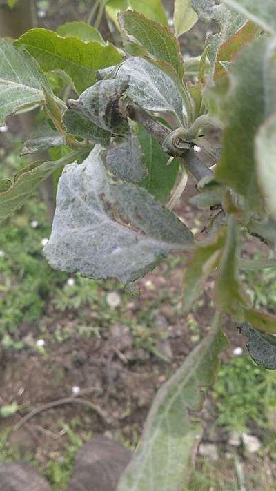 Powdery Mildew - Apple