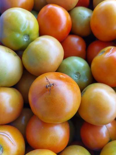 Melon Fruit Fly - Tomato
