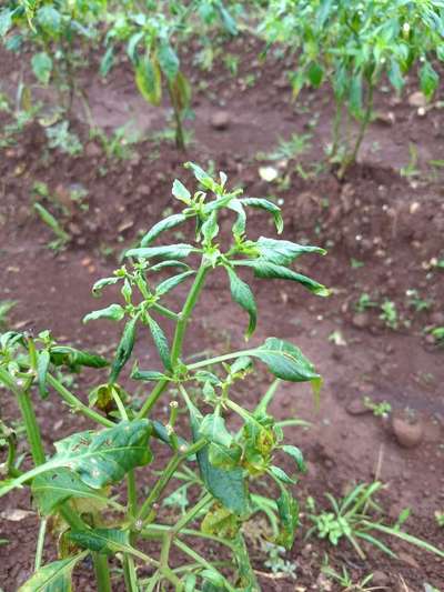 Broad Mite - Capsicum & Chilli