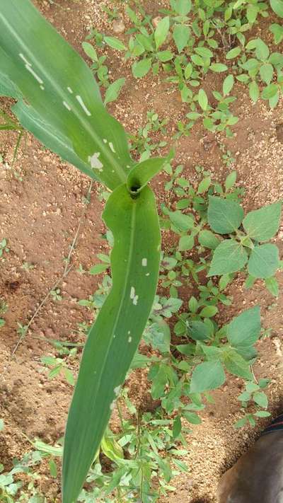 ಬೀನ್ ಎಲೆಯ ವೆಬ್ಬರ್ - ಮೆಕ್ಕೆ ಜೋಳ