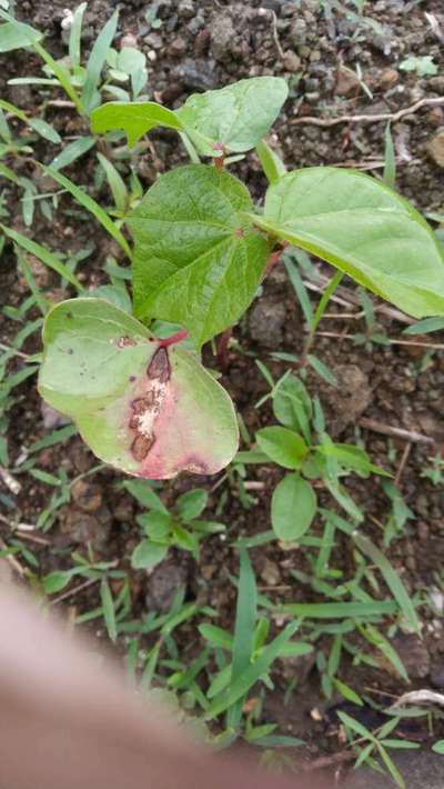 Leaf Reddening of Cotton - Cotton