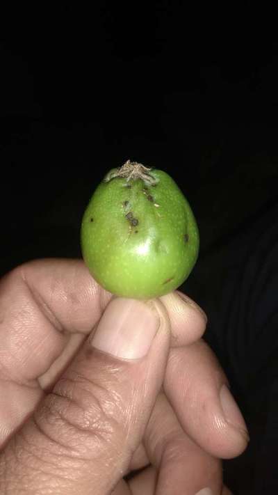 Citrus Scab - Apple