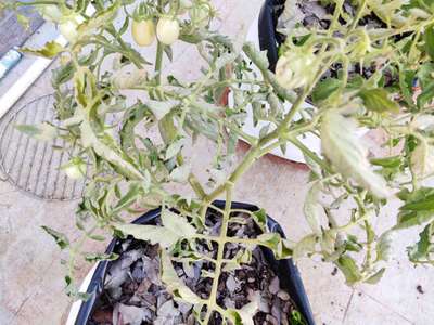 Bacterial Wilt - Capsicum & Chilli