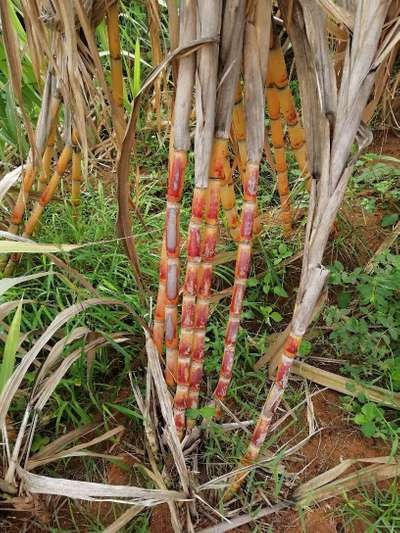 Red Rot - Sugarcane