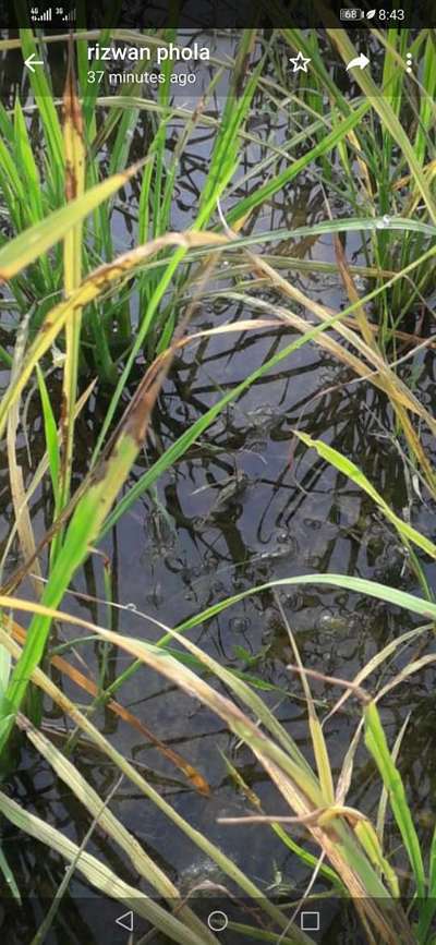 Bacterial Leaf Streak - Rice