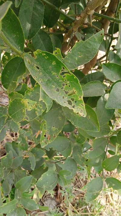 Flea Beetles - Citrus