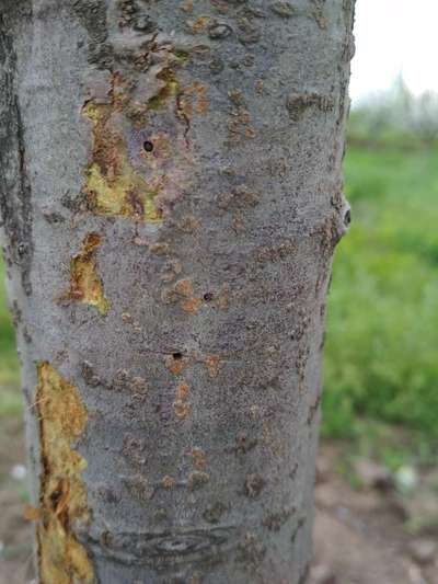 Fruit Tree Bark Beetle - Apple