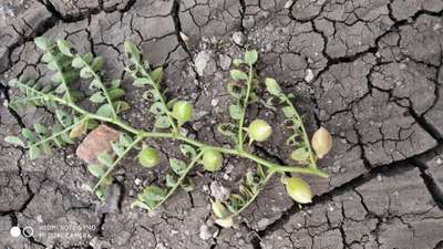 Chickpea Rust - Chickpea & Gram