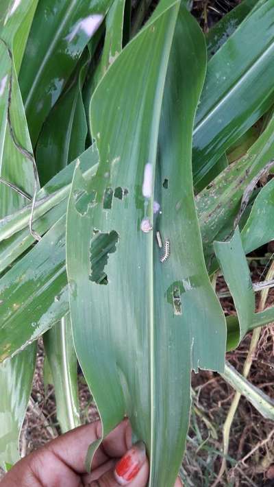 Hairy Caterpillars - Maize