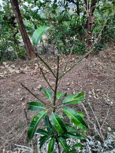 Powdery Mildew of Mango - Mango